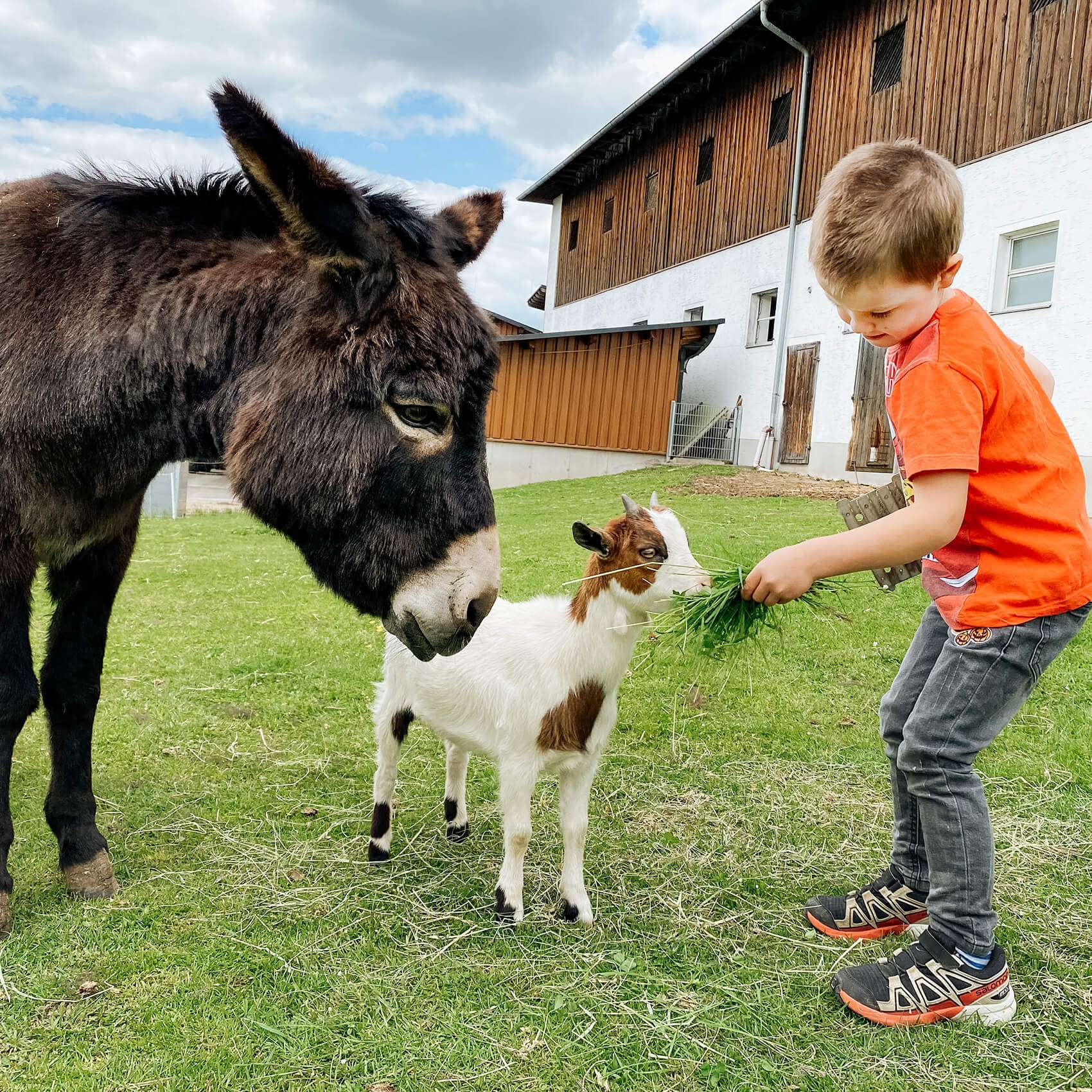 Esel und Ziegen füttern